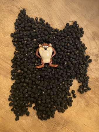 Tasmanischer Bergpfeffer, 20g