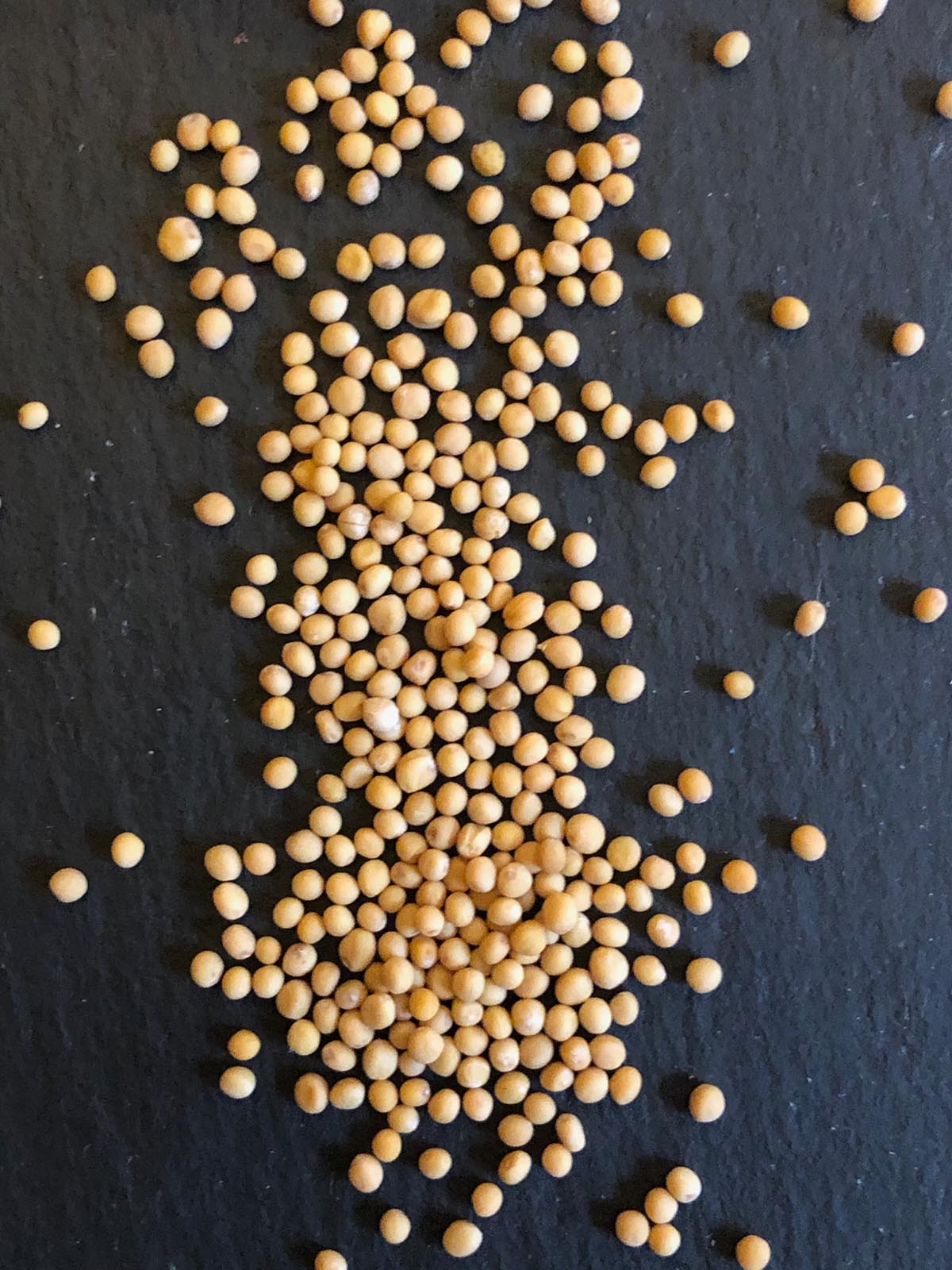 Gelbsenf-Saatgut 5 Kg – Ganze Körner, Als Gründünger Oder Bienenweide, Für Gesunden Boden